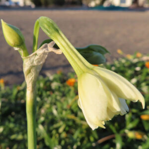 スイセンのナルキッソスを撮影した花写真