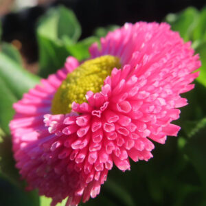 デイジーの太陽の目と呼ばれた花を撮影した花写真
