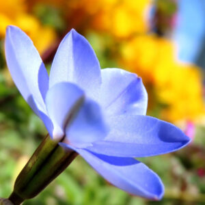 ハナニラの春に咲く星形花を撮影した花写真