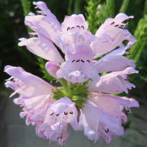 日本の秋に咲くハナトラノオの花、薄紫色の花びらが房状に重なり咲く姿を接写した写真