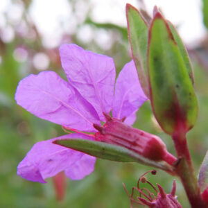 ミソハギの禊萩の紫花を撮影した花写真