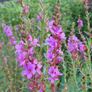 ミソハギの禊萩の紫花を撮影した花写真