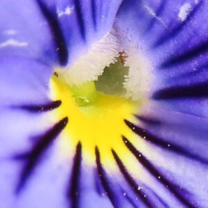 ビオラ・パンジーのもの思いの花を撮影した花写真