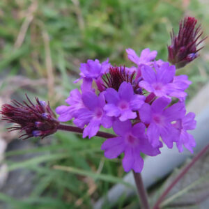 シュッコンバーベナのつぼみと紫色の花が草むらに咲く春の無料接写写真