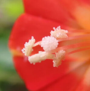 マルバルコウの雄しべを極近接で撮影したマクロ写真。白く粒状の花粉をまとった雄しべが前方に伸び、背景には赤橙色の花弁が大きくぼけて写り込む構図。