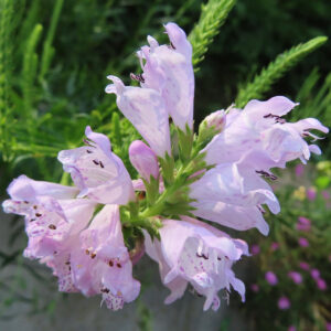 日本の秋に咲くハナトラノオの花、淡い紫色の花が穂状に連なり咲く姿を横から撮影した写真