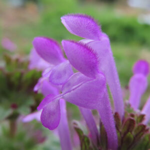 ホトケノザの仏の座に似た葉の春野草を撮影した花写真