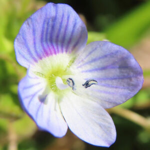 オオイヌノフグリの星の瞳と呼ばれる青い春花を撮影した花写真