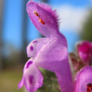 ホトケノザの仏の座に似た葉の春野草を撮影した花写真