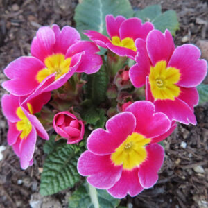 プリムラの春を告げる花を撮影した花写真