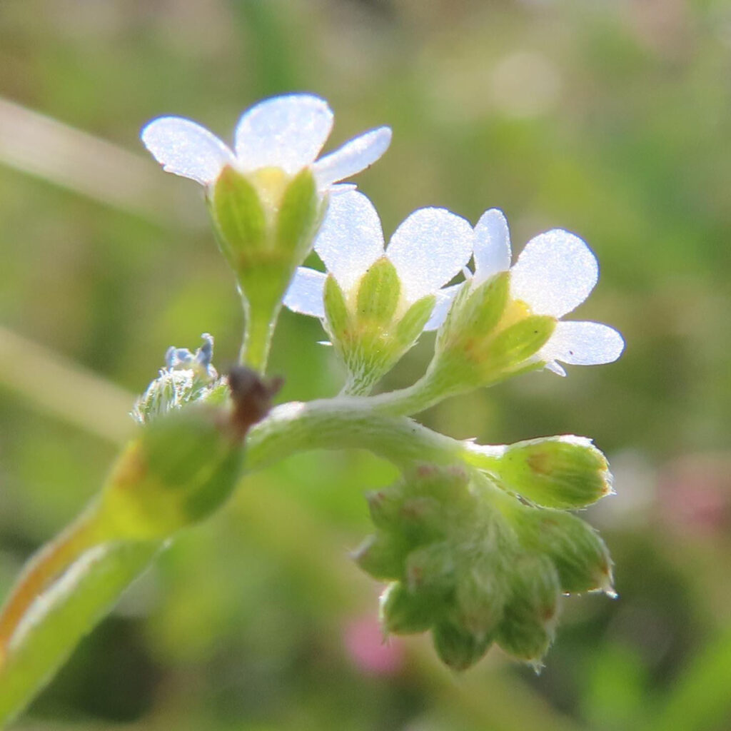 キュウリグサが青い花を咲かせています