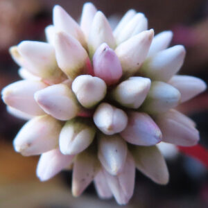 白と淡いピンクのヒメツルソバの花をマクロ撮影した写真。小さな蕾が密集して球状に咲く姿が繊細に映し出されている。