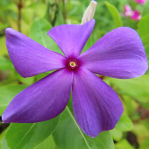 鮮やかな紫色のニチニチソウの花の接写写真
