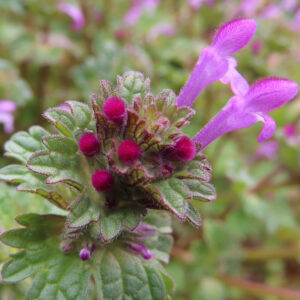 ホトケノザの仏の座に似た葉の春野草を撮影した花写真