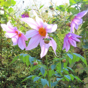 秋の野原で咲くピンク色のコウテイダリア（皇帝ダリア）の群花。黄色い花芯と広がる花弁が青空に映える美しい自然風景の写真