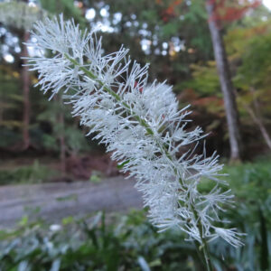 サラシナショウマの白いブラシ状花穂を撮影した花写真