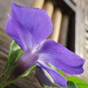 ツルニチニチソウの紫の蔓花を撮影した花写真