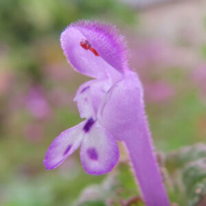 ホトケノザの仏の座に似た葉の春野草を撮影した花写真