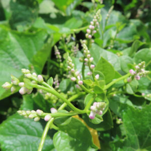ツルムラサキの花芽を接写した写真、緑の茎に沿って白から淡いピンク色のつぼみが多数並んでいる様子