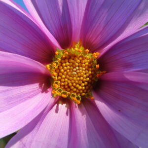 ピンク色のコウテイダリアの花の中心部をクローズアップした写真。黄色い花芯と放射状に広がる花弁の質感が鮮明に映し出されている。