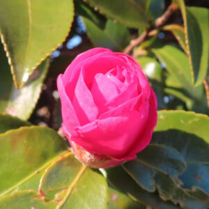 サザンカのつぼみを正面から捉えた接写写真。濃いピンク色の花弁が幾重にも重なり始め、周囲には艶のある緑の葉が広がり、背景はやわらかくぼけた自然光の構図。