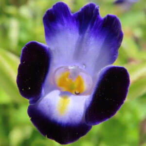 トレニアの紫と黄色の花を正面から接写した写真｜夏の花