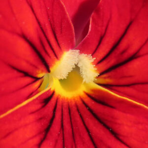 ビオラ・パンジーのもの思いの花を撮影した花写真
