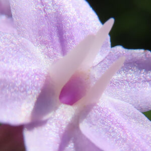 ルリフタモジの花の中心部をクローズアップしたマクロ写真、雌しべが見える
