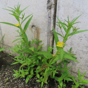 ヒレタゴボウの群生を壁際で撮影した写真｜細長い葉を伸ばす複数の株が立ち上がり、ところどころに黄色い花を咲かせる野草の自然な生育風景