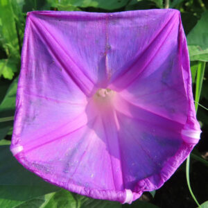 四角形に近い形で咲く紫色のノアサガオの花を正面から撮影した写真