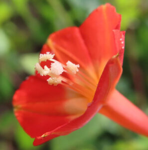 マルバルコウの花を横向きに接写した写真。赤橙色の筒状花が大きく開き、中心から白い雄しべが前方に突き出している。喉部は黄色く発光するようなグラデーションで、背景は緑が柔らかくぼけた構図。