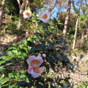山の斜面でピンクと白のツバキが複数咲いている様子を写した写真