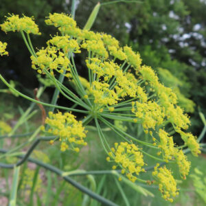 フェンネルの黄色い小花が弧を描くように並ぶ花序を斜めから捉えた鮮明な接写写真