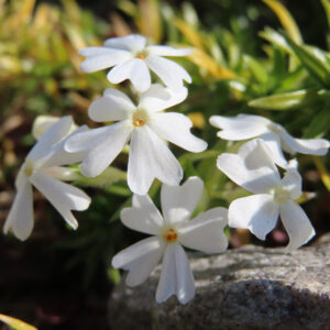シバザクラの芝のように広がる春の花じゅうたんを撮影した花写真