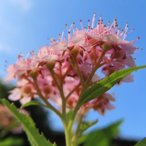 シモツケのピンクの花を下から青空越しに撮影した接写写真