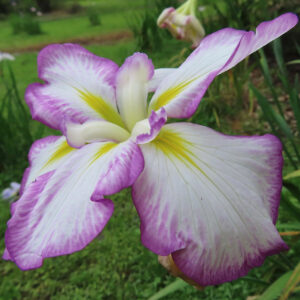 紫の縁取りが美しい白花のハナショウブを横向きに撮影した接写写真
