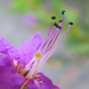 ミソハギの禊萩の紫花を撮影した花写真