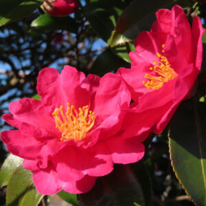 サザンカの花が2輪並んで咲く様子を捉えた接写写真。鮮やかな濃いピンク色の花弁と中心の黄色い雄しべが印象的で、背景には艶のある緑の葉と枝が自然光の中で写り込んでいる構図。
