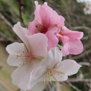 ジュウガツザクラ（十月桜）の白と淡いピンクの花が同時に咲く様子を接写した写真。前景に白い花、奥に濃いピンクの花が重なり、やわらかくぼけた背景の中で秋冬に咲く桜の繊細な花弁と雄しべの黄色が際立つ構図。