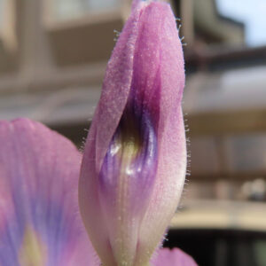 ホテイアオイの蕾を超接写した写真｜紫と薄桃色の花弁が閉じた状態で細かい毛状の質感が見える