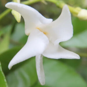 テイカカズラの白い花を斜め下から撮影した写真。反り返る花弁と淡い黄色の花芯が柔らかく写るクローズアップ
