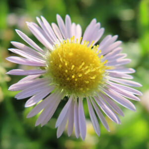ヒメジョオンの花がやや斜めに咲くアップ写真（黄花芯が明るく光る）