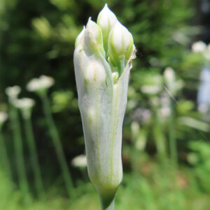 ニラの花が割れ始めた直前の蕾を接写した写真｜白い苞に包まれた複数の蕾と淡緑色の花茎が分かるニラの蕾構図