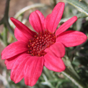 マーガレットの真珠の花を撮影した花写真