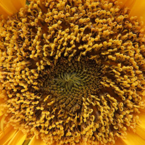 ヒマワリの花の中心部を真上から撮影したクローズアップ写真