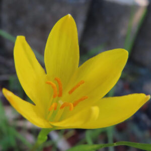 キバナタマスダレの黄色い花を斜め上から接写したマクロ写真｜鮮やかな雄しべが際立つ春の花