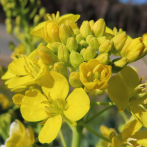 開きかけの花とつぼみが混在するナノハナの自然な生長過程をとらえた写真