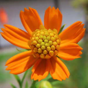 キバナコスモスの花をクローズアップで撮影した写真｜オレンジ色の花びらと中央に丸く並ぶ黄色い小花