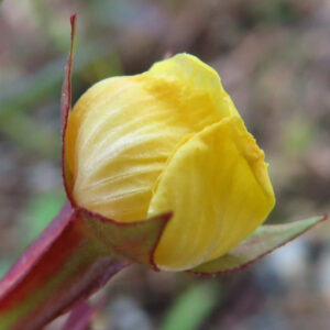 ヒレタゴボウの花のつぼみを横から接写した写真｜黄色い花弁が重なって開き始める直前の状態と、赤みのある萼や茎の質感まで分かる野草のマクロ撮影
