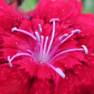 ナデシコの秋の七草を撮影した花写真